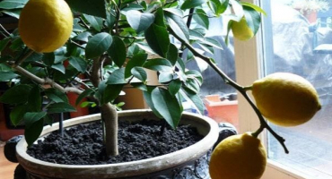 Jak a kdy přesadit citron doma do jiného květináče